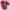 NY Yankees - Pink
